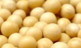 泡麻豆的黄豆要煮熟吗,揭秘黄豆处理技巧